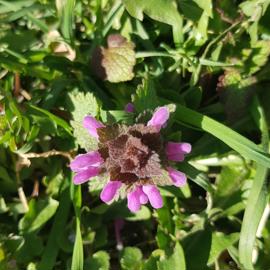 hluchavka purpurova (1)