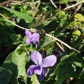 fialka vonava