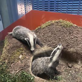 Bádateľské aktivity