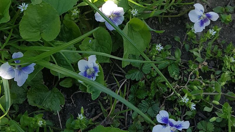 Environmentálna výchova v ŠKD